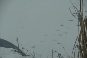 Wolf tracks seen by hound hunter...