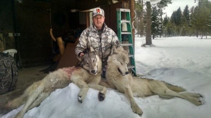Two wolves trapped January 14th, 2015 Sanders County, Montana