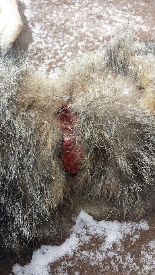 Neck wound caused by wire snare strangulation