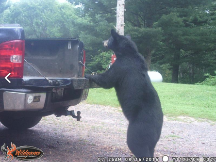 bear attracted to baiters truck