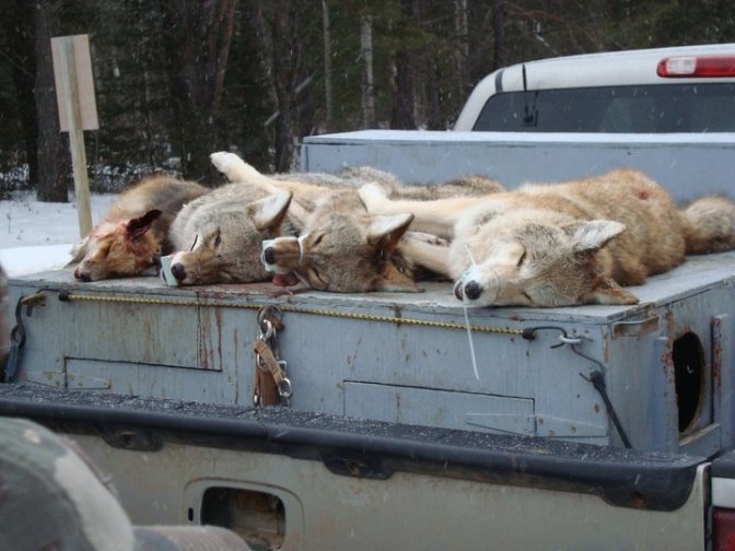 Coyotes on hound box.