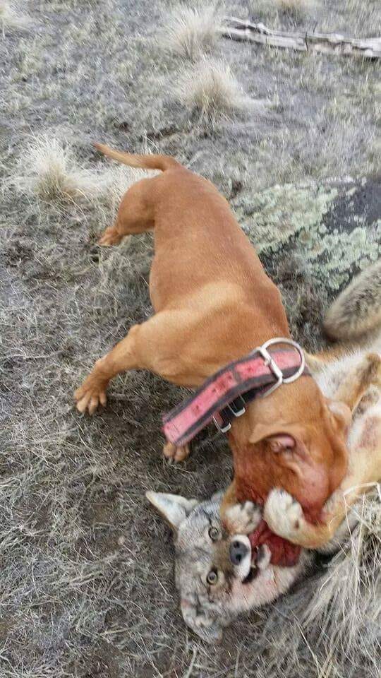 coyote hound breeds